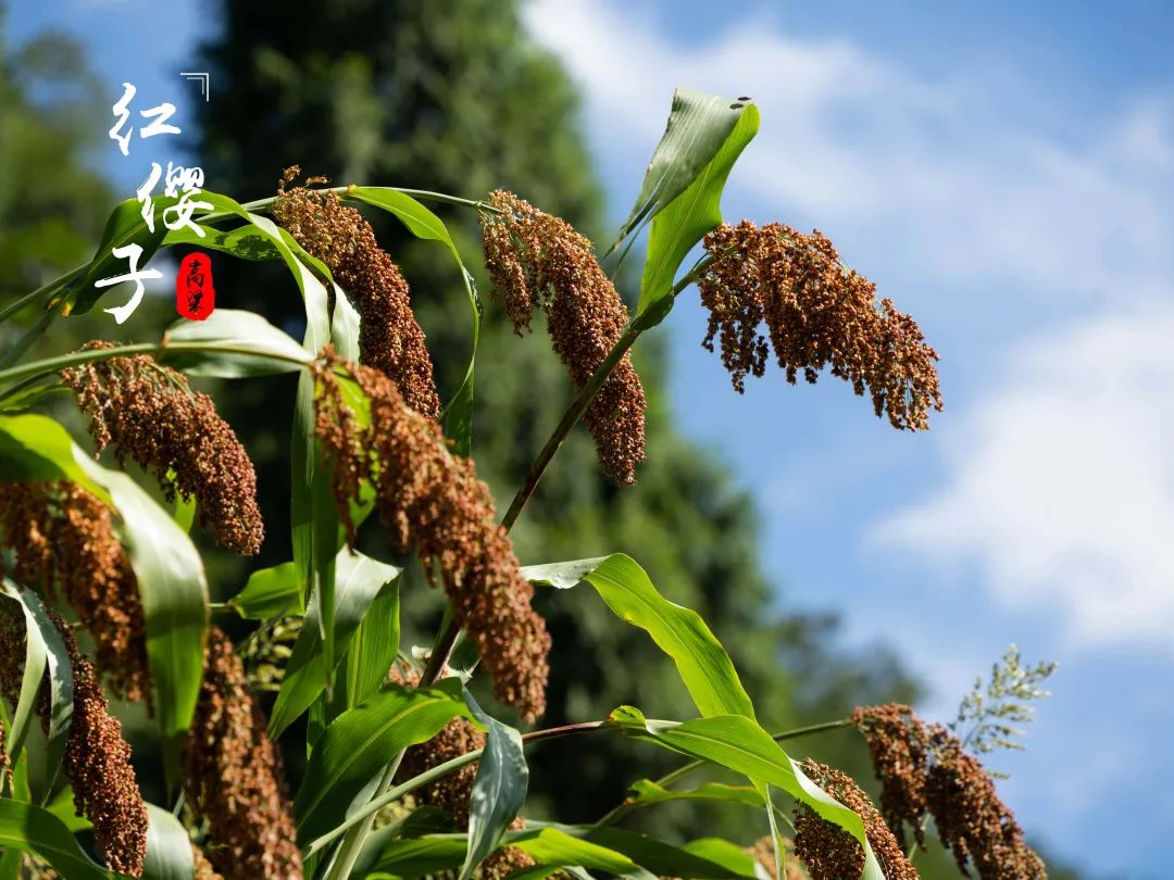 圖片3.png 圖片3.png